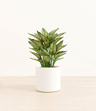 Load image into Gallery viewer, White*****Profile
