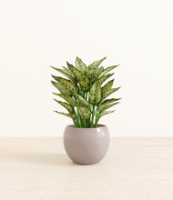 Load image into Gallery viewer, Winter Clouds*****Profile
