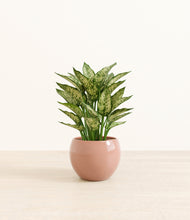 Load image into Gallery viewer, Calm Rose*****Profile
