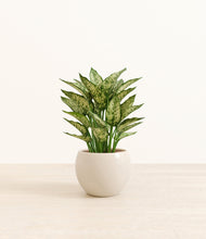 Load image into Gallery viewer, Shiny EggWhite*****Profile
