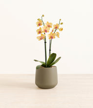 Load image into Gallery viewer, Olive*****Profile
