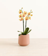Load image into Gallery viewer, Calm Rose*****Profile
