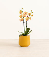 Load image into Gallery viewer, Mustard*****Profile
