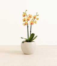 Load image into Gallery viewer, Shiny EggWhite*****Profile
