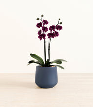 Load image into Gallery viewer, Deep Navy*****Profile
