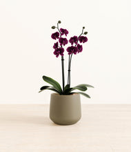 Load image into Gallery viewer, Olive*****Profile
