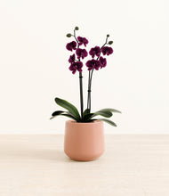 Load image into Gallery viewer, Calm Rose*****Profile
