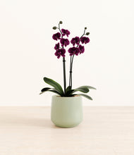 Load image into Gallery viewer, Turquoise*****Profile
