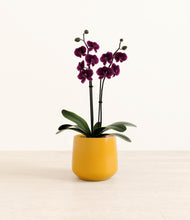 Load image into Gallery viewer, Mustard*****Profile
