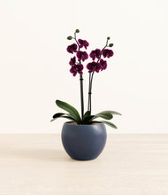 Load image into Gallery viewer, Deep Navy*****Profile

