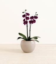 Load image into Gallery viewer, Desert Brown*****Profile
