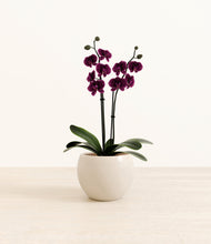 Load image into Gallery viewer, Shiny EggWhite*****Profile
