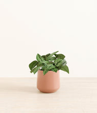 Load image into Gallery viewer, Calm Rose*****Profile
