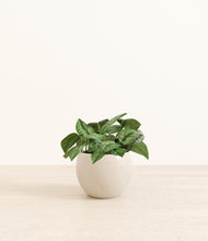Load image into Gallery viewer, Shiny EggWhite*****Profile
