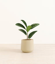 Load image into Gallery viewer, Almond Green*****Profile
