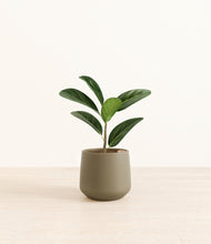 Load image into Gallery viewer, Olive*****Profile

