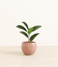 Load image into Gallery viewer, Calm Rose*****Profile
