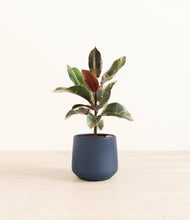 Load image into Gallery viewer, Deep Navy*****Profile
