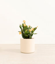 Load image into Gallery viewer, -Cream*****Profile
