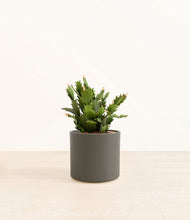 Load image into Gallery viewer, Dark Olive*****Profile
