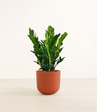 Load image into Gallery viewer, Earth Red*****Profile
