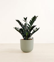 Load image into Gallery viewer, Sage Green*****Profile
