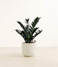 Load image into Gallery viewer, Natural Bamboo*****Profile

