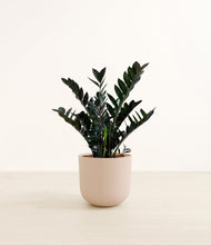 Load image into Gallery viewer, Sandy Pink*****Profile

