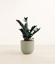 Load image into Gallery viewer, Sage Green*****Profile
