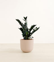 Load image into Gallery viewer, Sandy Pink*****Profile
