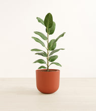 Load image into Gallery viewer, Earth Red*****Profile
