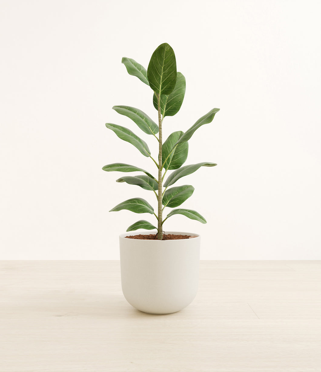Natural Bamboo*****Profile