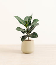 Load image into Gallery viewer, Almond Green*****Profile
