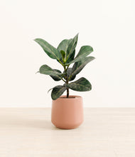 Load image into Gallery viewer, Calm Rose*****Profile
