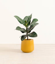 Load image into Gallery viewer, Mustard*****Profile
