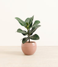 Load image into Gallery viewer, Calm Rose*****Profile
