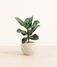 Load image into Gallery viewer, Shiny EggWhite*****Profile
