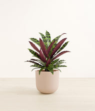 Load image into Gallery viewer, Sandy Pink*****Profile
