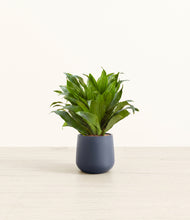 Load image into Gallery viewer, Deep Navy*****Profile
