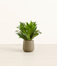Load image into Gallery viewer, Olive*****Profile
