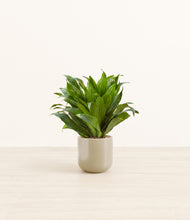 Load image into Gallery viewer, Sage Green*****Profile
