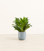 Load image into Gallery viewer, Misty Blue*****Profile
