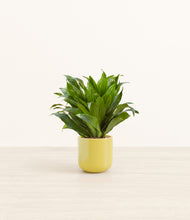 Load image into Gallery viewer, Key Lime Yellow*****Profile
