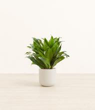 Load image into Gallery viewer, Cotton White*****Profile
