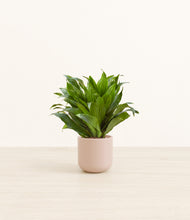 Load image into Gallery viewer, Sandy Pink*****Profile
