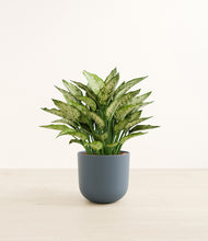 Load image into Gallery viewer, Iron Gray*****Profile
