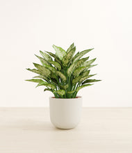 Load image into Gallery viewer, Natural Bamboo*****Profile
