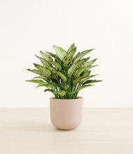 Load image into Gallery viewer, Sandy Pink*****Profile
