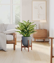 Load image into Gallery viewer, Iron Gray stand:walnut
