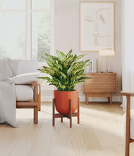 Load image into Gallery viewer, Earth Red stand:walnut
